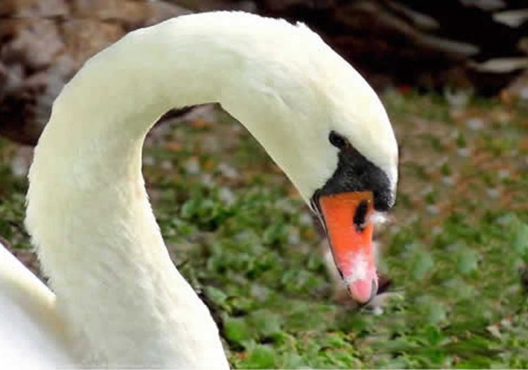 Le Cygne s’est tu une fois pour toute …