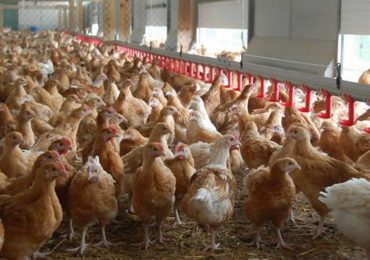 Grippe aviaire:  Le Burkina suspend ses importations en provenance du Sénégal