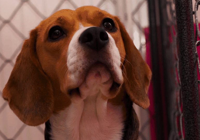 Société : Pour avoir tué son chiot, il risque 2 ans de prison et 30.000 euros d’amende.