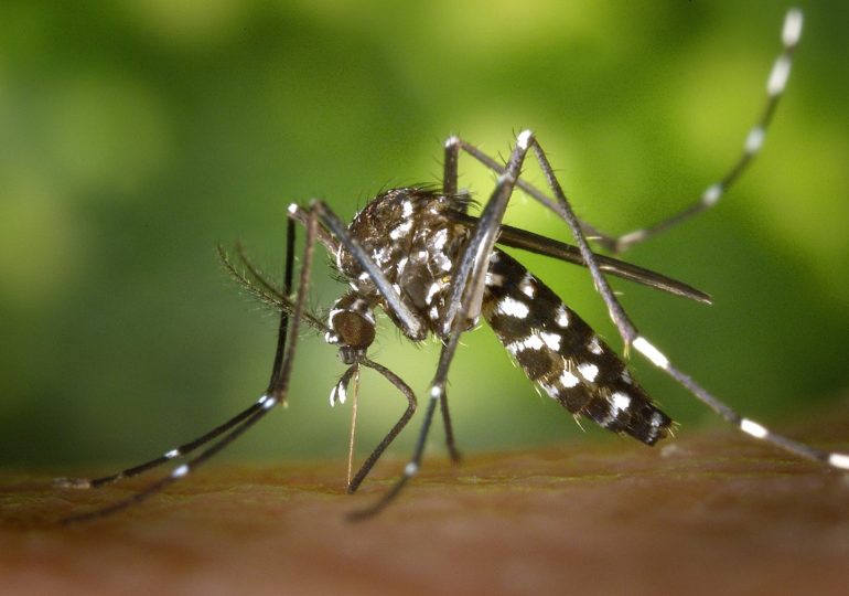 Santé: Des personnes guéries de la dengue témoignent