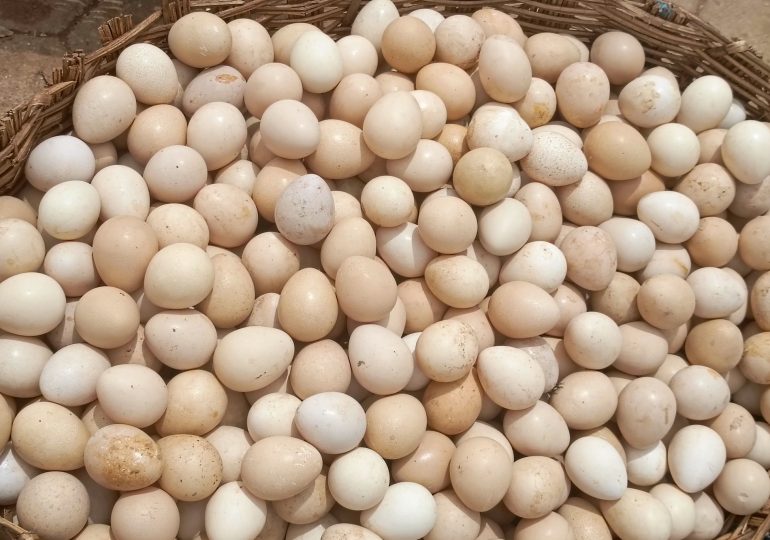 Société : “Lorsque je mange les œufs de pintade , je me sens à nouveau jeune”